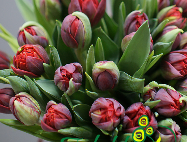 Dutch peony-style tulip in burgundy photo